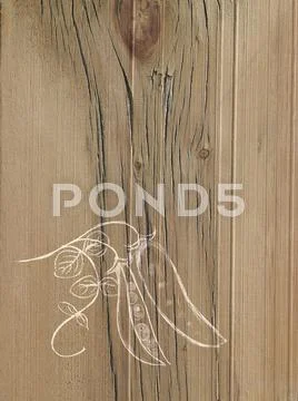 A line drawing image on a natural wood grain background. fresh peas in a pod Stock Illustration