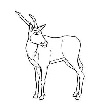 Line Drawing of Impala -Simple line Vector Stock Illustration