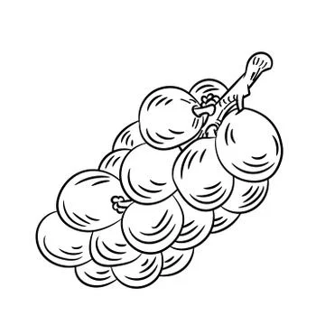 Line Drawing of Langsat -Simple line Vector Stock Illustration