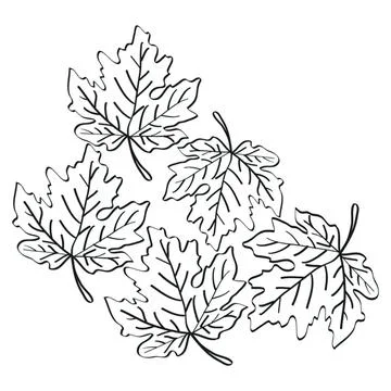 Line drawing of maple leaves on white background Stock Illustration