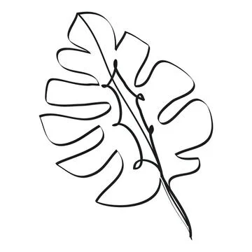 Line drawing of a monstera leaf on white background Stock Illustration