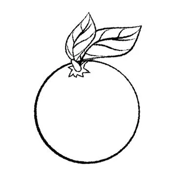 Line Drawing of Orange with leave -Simple line Vector Stock Illustration