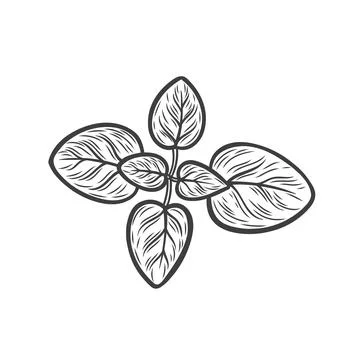 Line drawing of oregano branch Stock Illustration