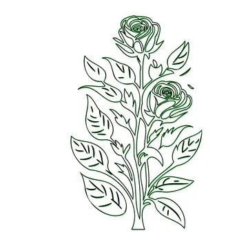 Line drawing of a rose with leaves Stock Illustration