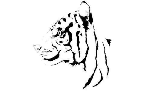 Line drawing of tiger profile, hand-drawn realistic touch. Stock Illustration