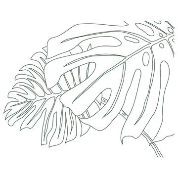 Line drawing of tropical monstera leaf with detailed veins Stock Illustration