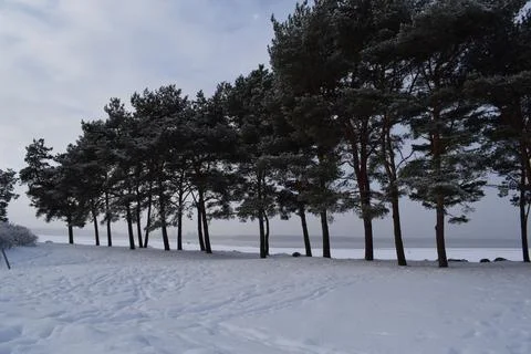Line of evergreen pine trees standing along a snow covered coast 库存照片