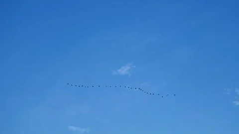 A line of a flock of birds flies to the warm south Stock Footage 259717591
