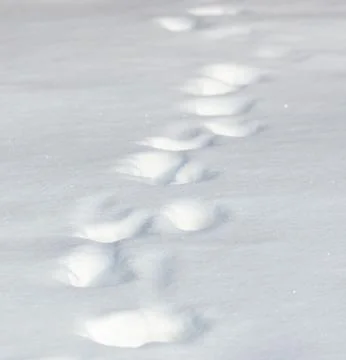 A line of footprints in the snow Stock Photos