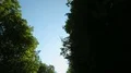 Line formed by canopies of tree, sun seen through leaves, upview from moving car HD Footage