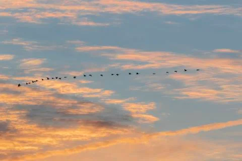 Line of geese flying in sunset cloudscape Stock Photos