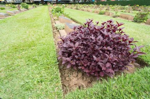 Line of graveyard Stock Photos