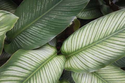Line of green leaf Stock Photos