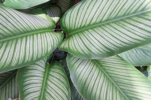 Line on green leaf Stock Photos