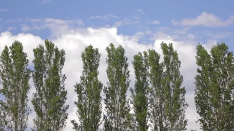 Line of green trees in breeze against white clouds and blue sky Stock Footage 83319331