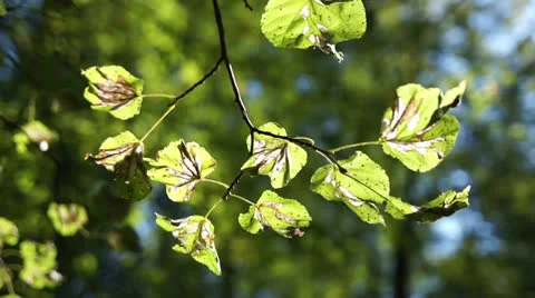 Line with a half-dead leaves, gently swaying in the wind. Stock Footage 22674764