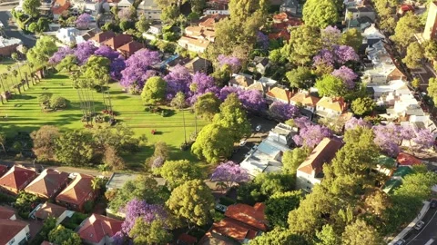 Line of Jacaranda trees with violet blooming flowers – aerial overhead 4k. Stock Footage 164651689