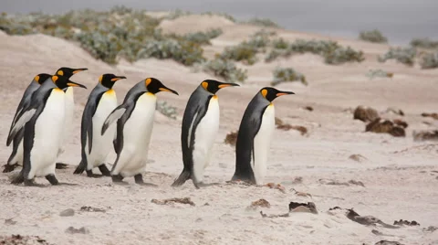 A line of King penguins walking on the beach. Stock Footage