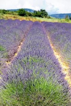 Line of lavender Stock Photos