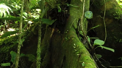 Line of leaf cutter ants atta laevigata walking over a tree trunk that is cover Stock Footage 142748049