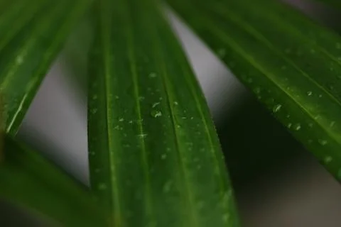Line of leaf textured Stock Photos