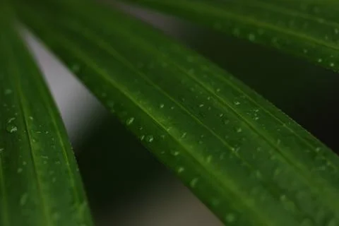 Line of leaf textured with rain Stock Photos