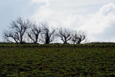 A Line Of Leafless, Twisted Trees Stock Photos