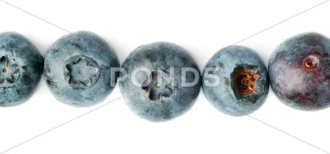Line made of Bilberry or blueberry over isolated white background Stock Photos