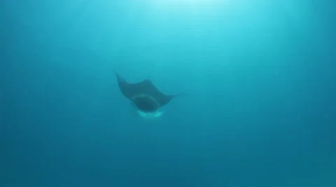 Line of Manta Rays aginst the sun Stock Footage 48164712