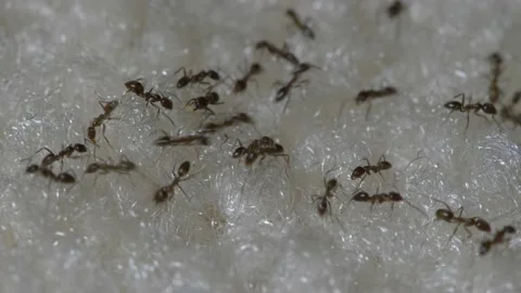 Line of marching ants walking along carpet fibers close up Stock Footage 137288120