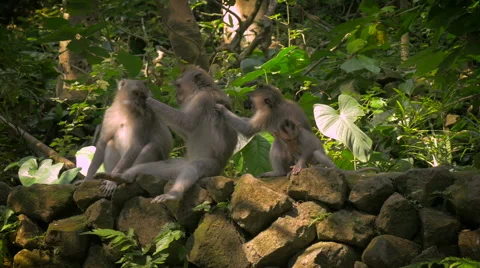A line of monkeys in the Monkey Forest in Ubud are grooming each other Stock Footage 56052329