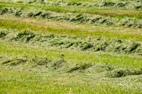 Line of mowing grass Stock Photos