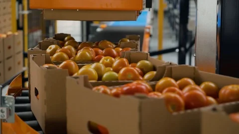 The line of packing fresh tomatoes in boxes inside greenhouse. Stock Footage 101774988
