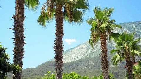 Line of palm trees on blue sky and mountains background. Stock-Footage 118971530