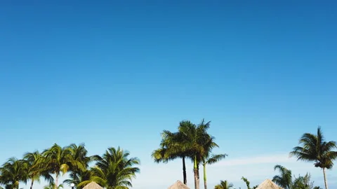 Line of Palm Trees Under Vibrant Blue Sky in Jamaica's Tropical Paradise Stock Footage 299259803