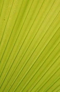 Line pattern of leave Foto stock