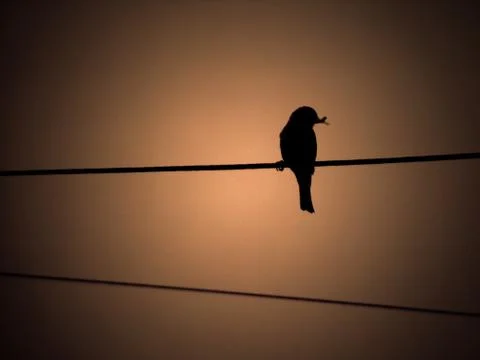 On the line Fotos de archivo