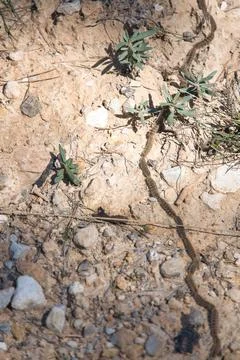 Line of pine processionary caterpillars Foto stock
