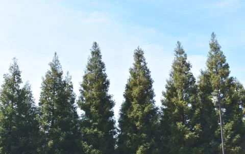 A line of Pine tree tops against a blue sky Stock Photos
