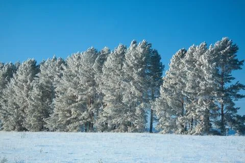 A line of pine-trees in a deep snowdrift on scintillating snow, in frosty cle Stock Photos
