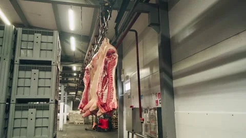 Line for production pork. Work process in meat factory. Pig carcasses, without Stock Footage 313054144