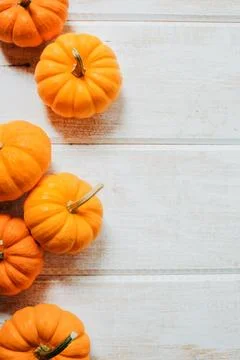 Line of pumpkins Stock Photos