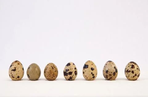 Line of quail eggs Stock Photos