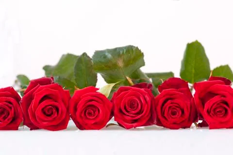 Line of red roses Foto stock