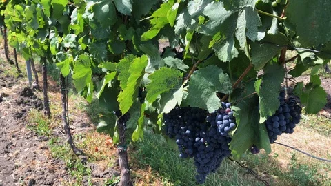 Line of ripe vine grape at vineyard Stock Footage 93666040