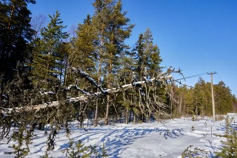 Line sag evident as fallen tree weighs down power cable conductors from rur.. Stock Photos