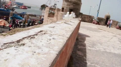 Line of Seagulls at a Moroccan Harbor Stock Footage 52934380
