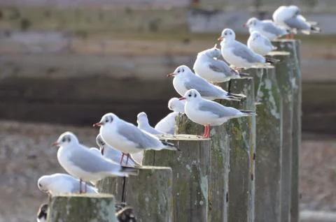 Line up of seagulls Stock Photos