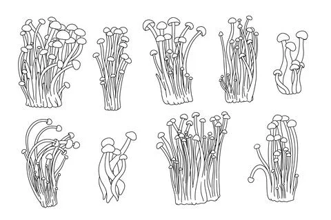 Line set of enoki mushrooms Stock Illustration