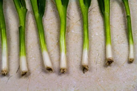 Line of seven spring onions or scallions background. Foto stock